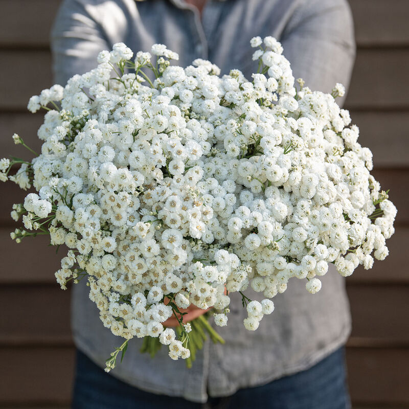 Pearl Yarrow Perennial Plant