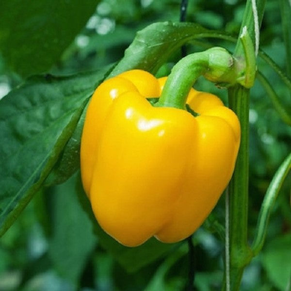 Sunbright Bell Pepper Plant