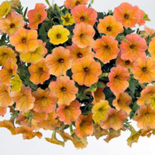 Cascadias Indian Summer Petunia