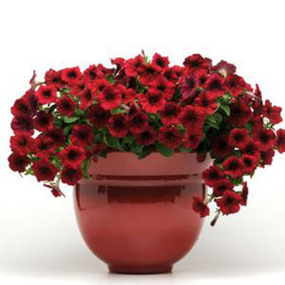Easy Wave Petunia- Red Velour 6 pack