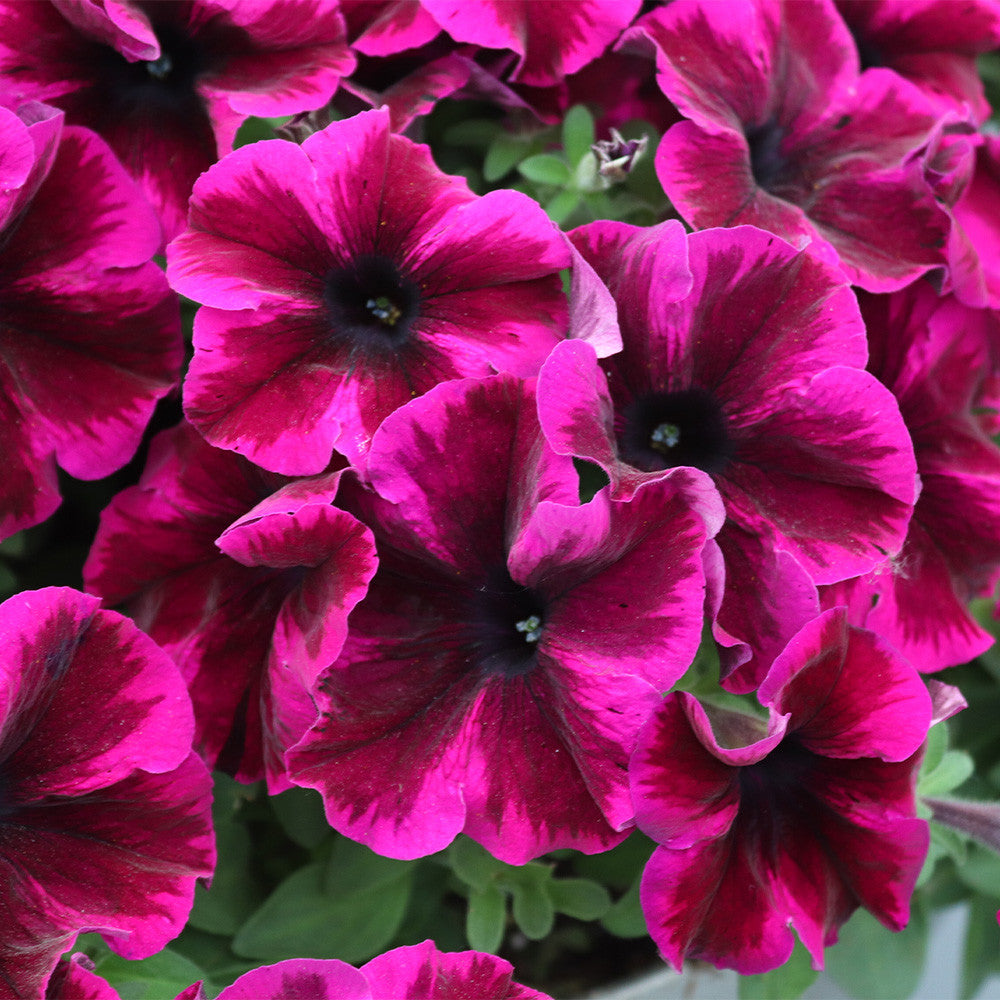 Crazytunia Cosmic Purple Petunia Plant