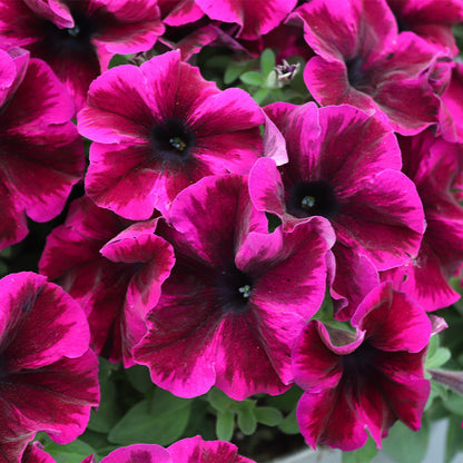 Crazytunia Cosmic Purple Petunia Plant