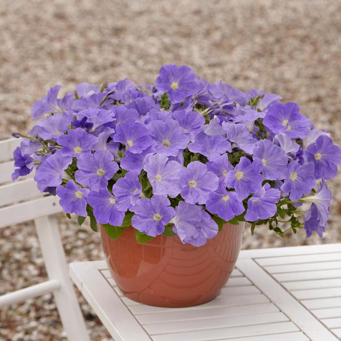Easy Wave Petunia- Sky Blue 6 Pack
