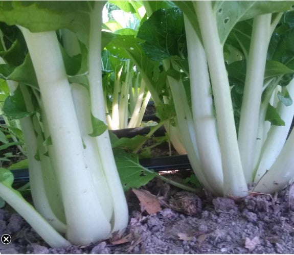 Prize Pac Choy Plants