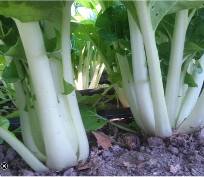 Prize Pac Choy Plants