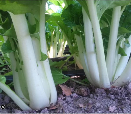 Prize Pac Choy Plants