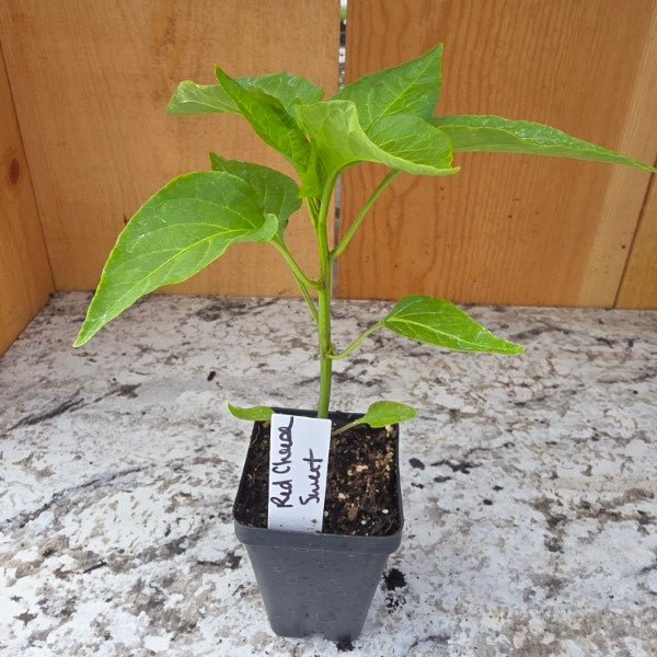 Sweet Cheese Red Pepper Plant