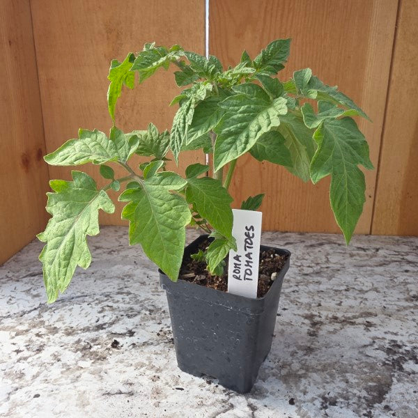 Roma Tomato Plant