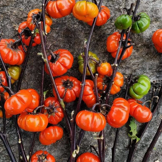 Pumpkin on a Stick Plant