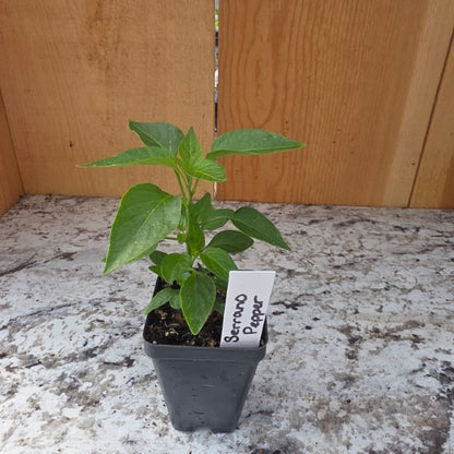 Serrano Pepper Plant