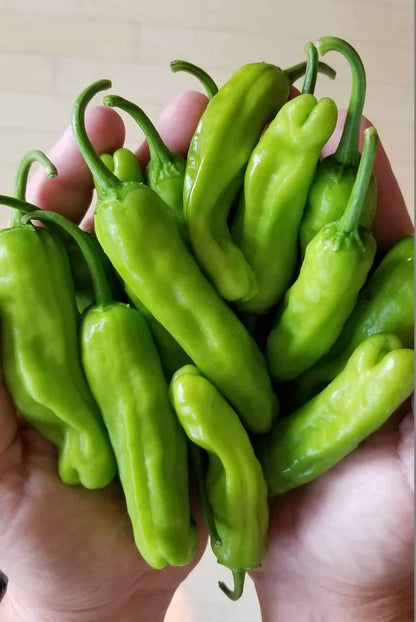 Shishito Pepper