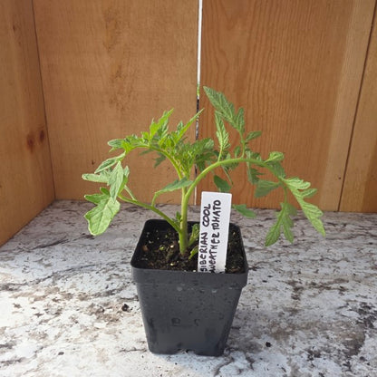 Siberia Cool Weather Tomato Plant