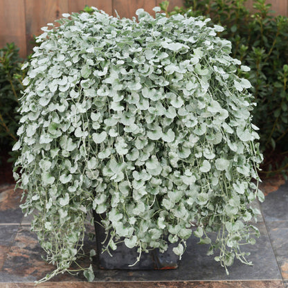 Dichondra Silver Falls Plant