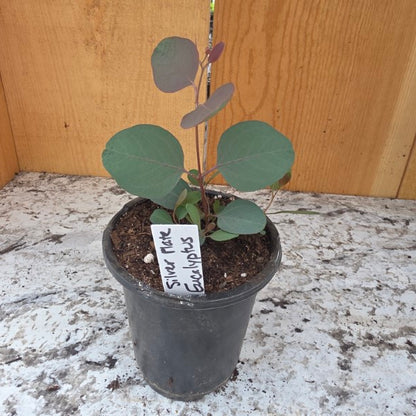 Silver Plate Eucalyptus Plant