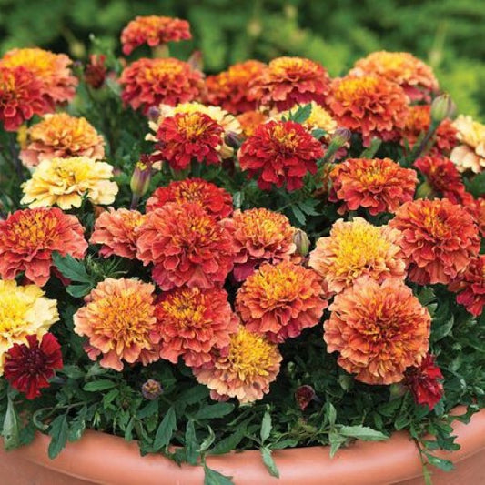 Strawberry Blonde Marigold Annual Plants