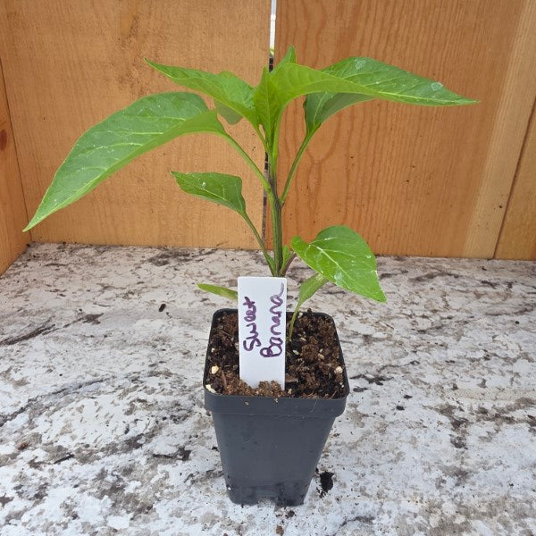 Sweet Banana Pepper Plant