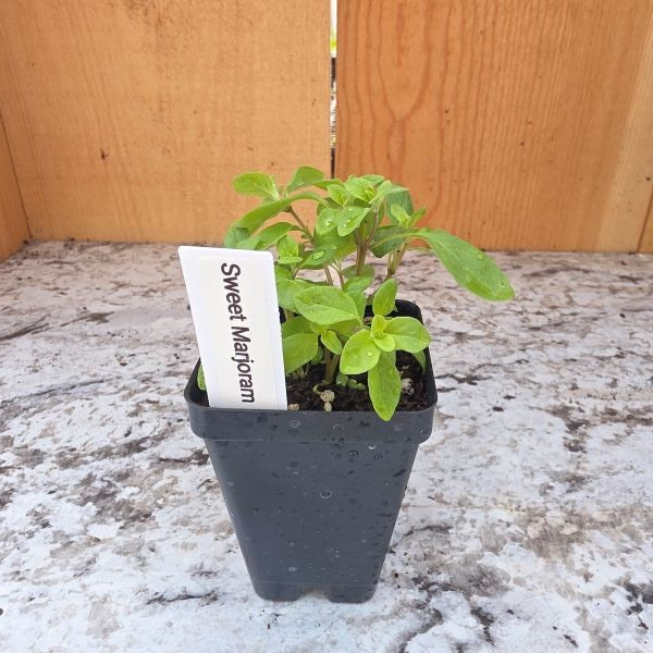 Sweet Marjoram Herb Plant