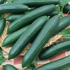 Tendergreen Burpless Cucumber Plant