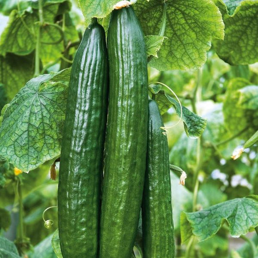 The Big Dill Cucumber Plant