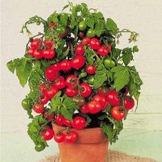 Tiny Tim Tomato Plant