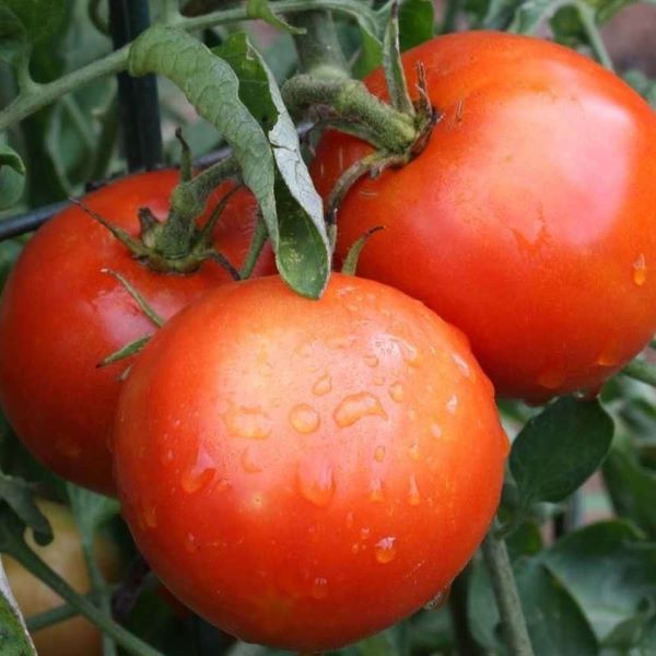 Siberia Cool Weather Tomato Plant
