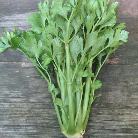 Celery Herb Plant