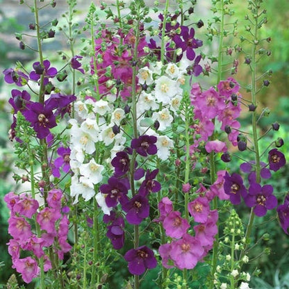 Verbascum Shades of Summer Perennial