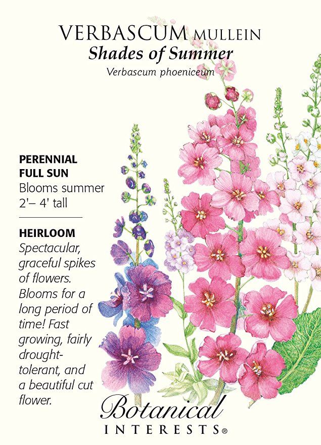 Verbascum Shades of Summer Perennial