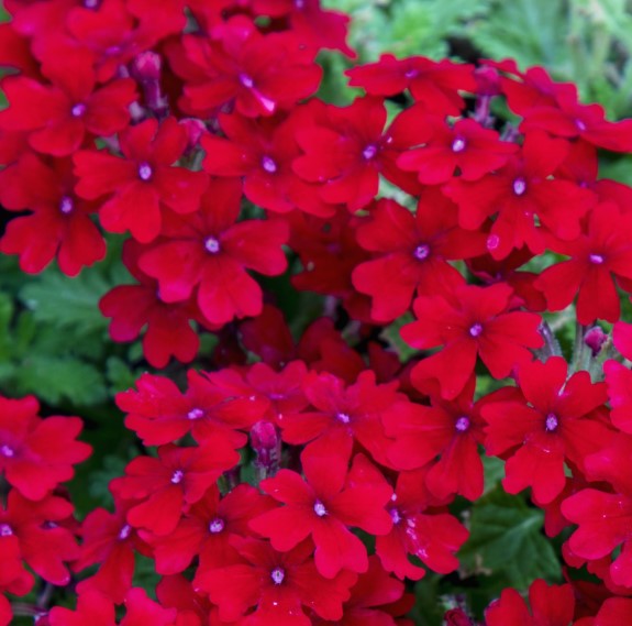Verbena Estrella Series (3 colors)