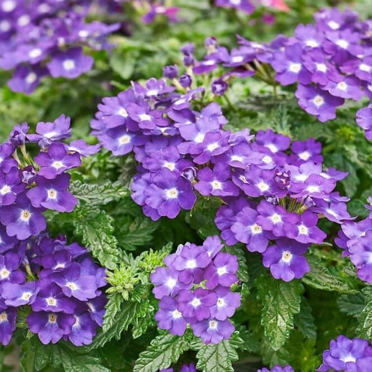 Verbena Estrella Series (3 colors)