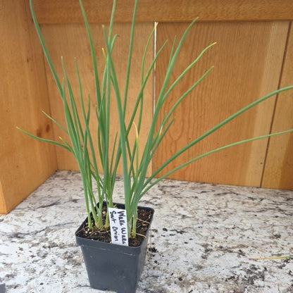 Walla Walla Sweet Onion Plants