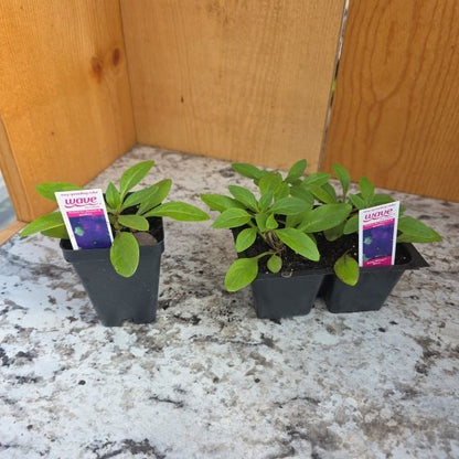 Easy Wave Petunia Plants- Choose Colors!