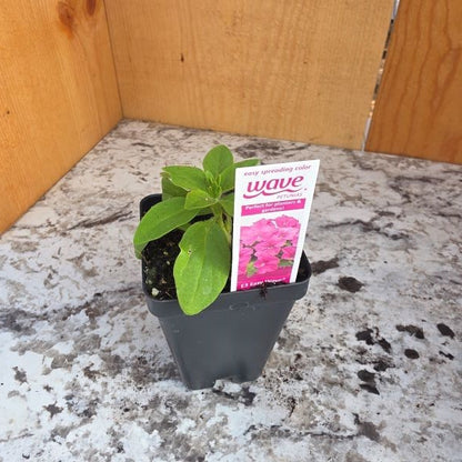 Easy Wave Petunia Plants- Choose Colors!