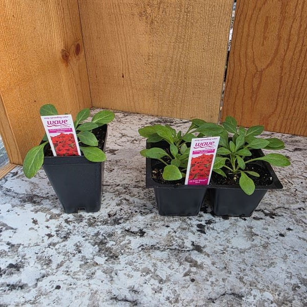 Easy Wave Petunia Plants- Choose Colors!