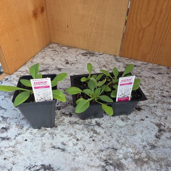 Easy Wave Petunia Plants- Choose Colors!