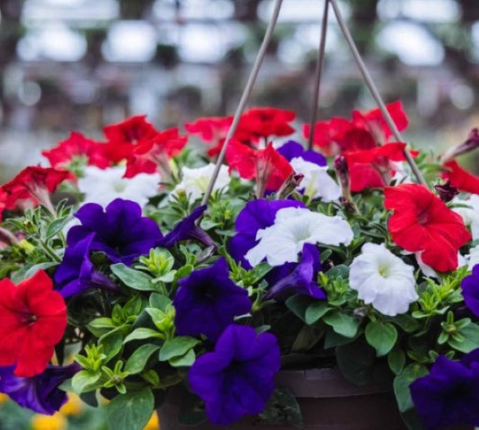 Easy Wave Petunia Plants- Choose Colors!