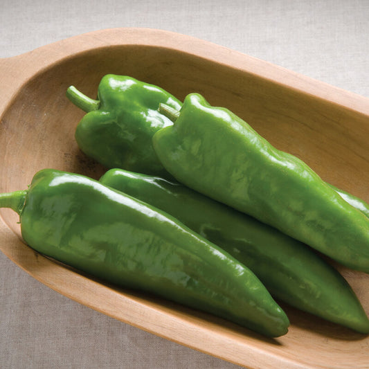 Anaheim Pepper Plant
