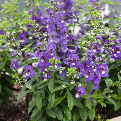 Angelonia Serena Blue