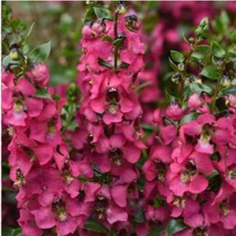 Angelonia Serena Rose