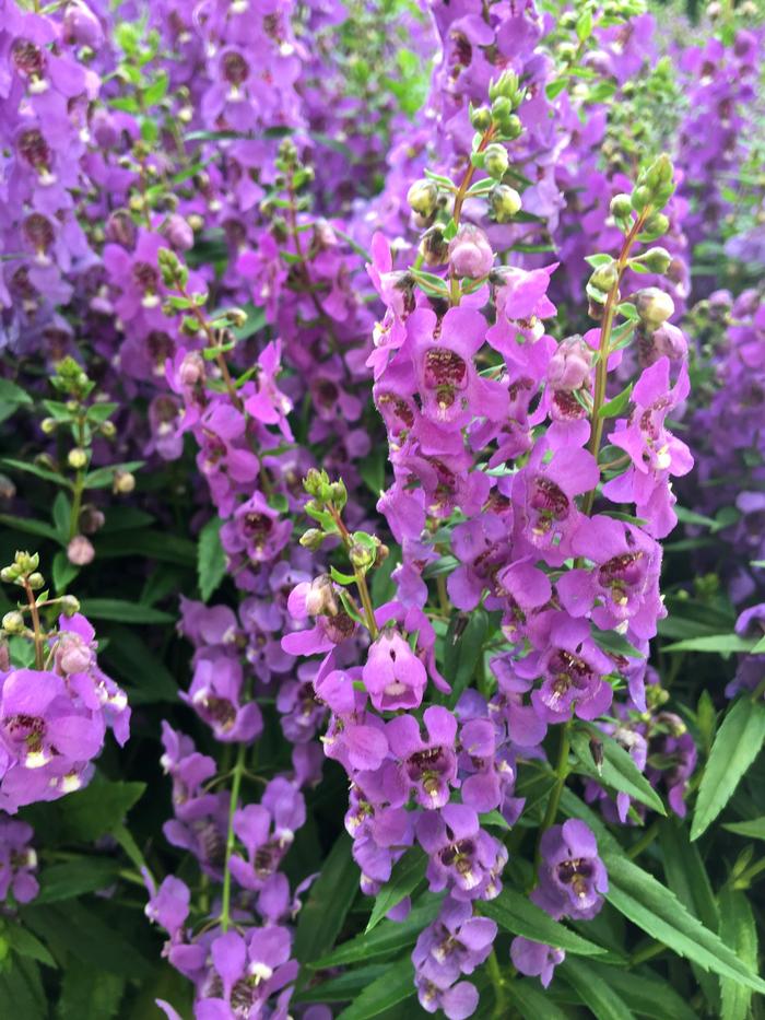 Angelonia Serena Blue