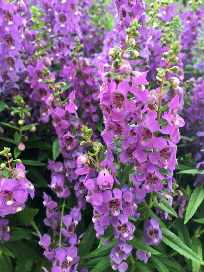 Angelonia Serena Blue