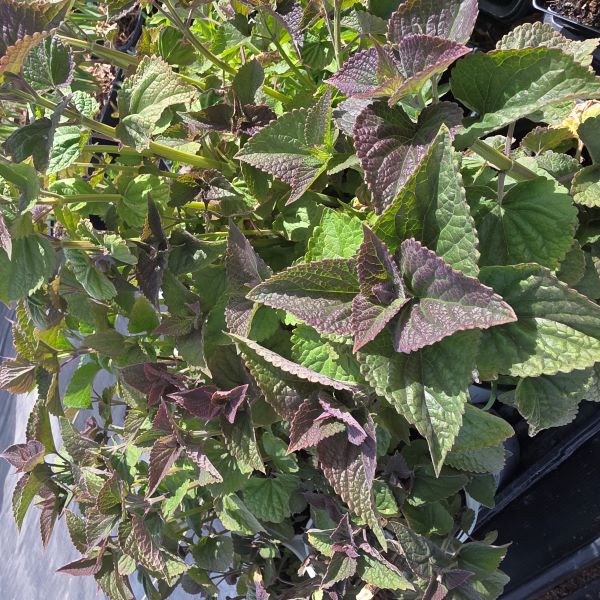 Anise Hyssop Perennial Plant