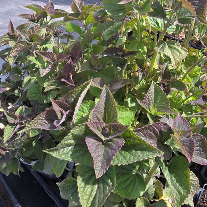 Anise Hyssop Perennial Plant