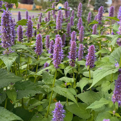 Anise Hyssop Perennial Plant