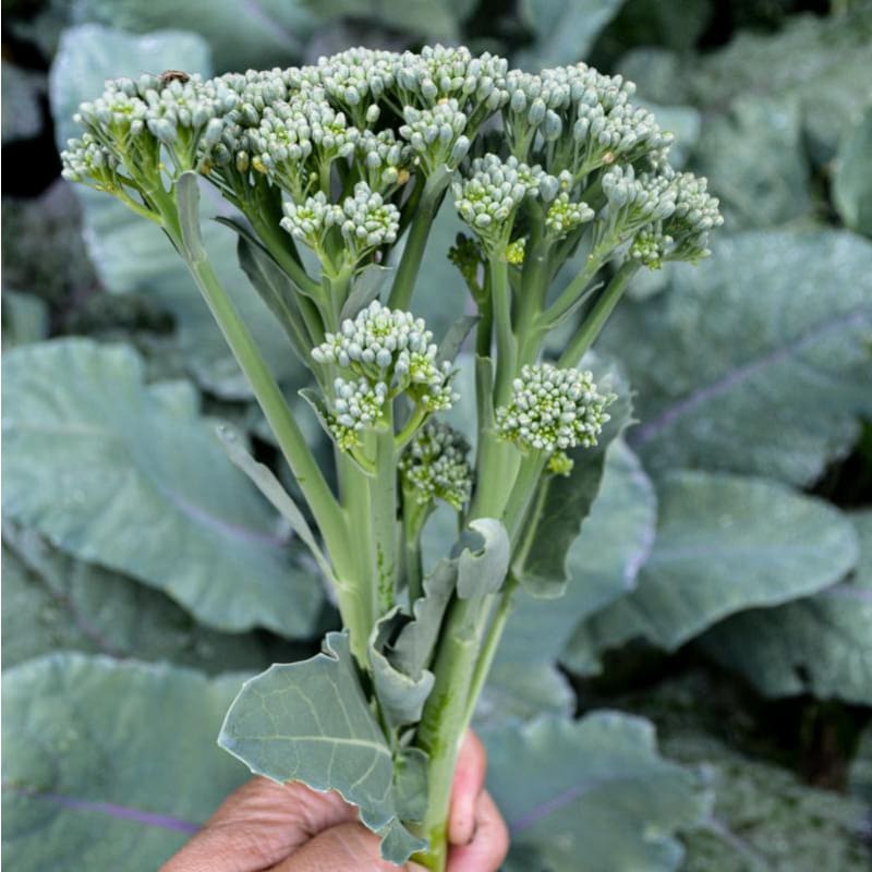 Aspabroc Broccoli Plant