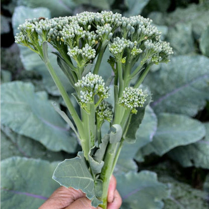 Aspabroc Broccoli Plant