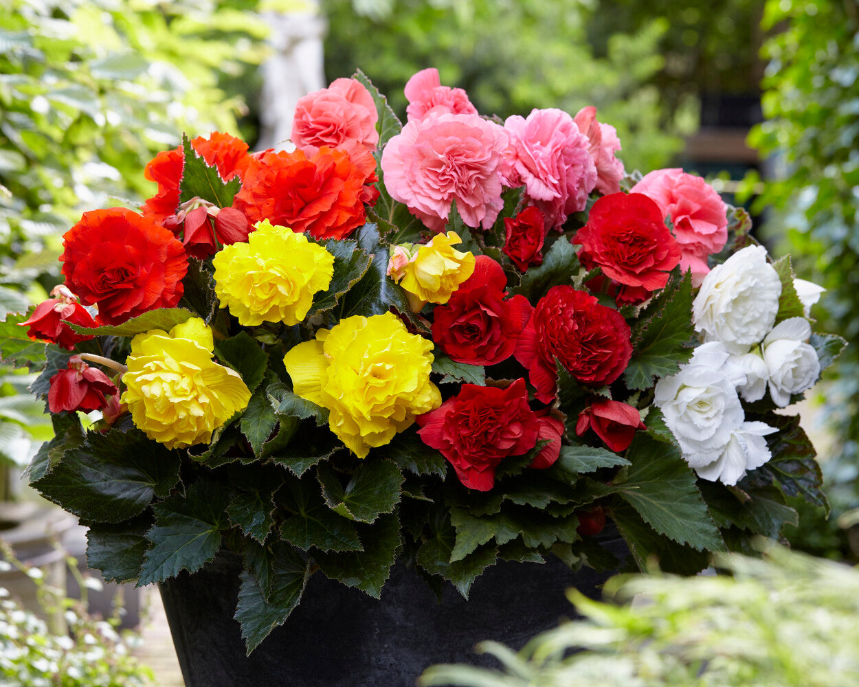 Begonia- Non-Stop Mix