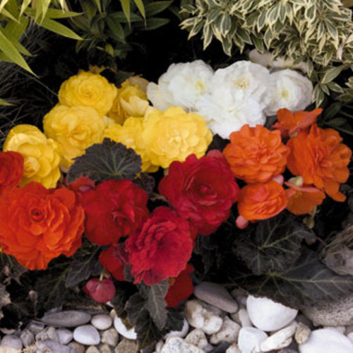 Begonia- Non-Stop Mocca Mix