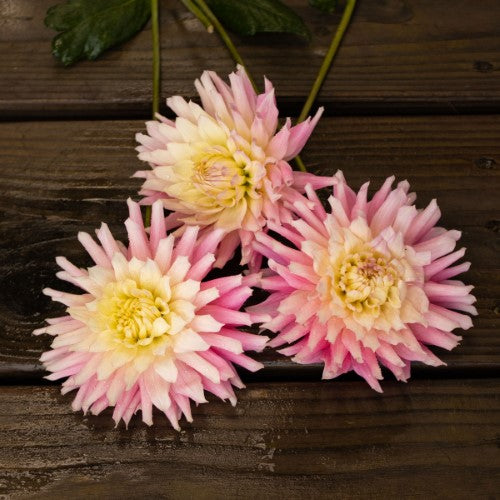 Bloomquist Daniella G Dahlia Tuber