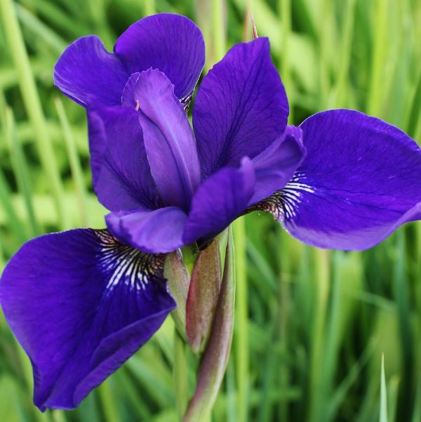 Siberian Blue Iris Plant